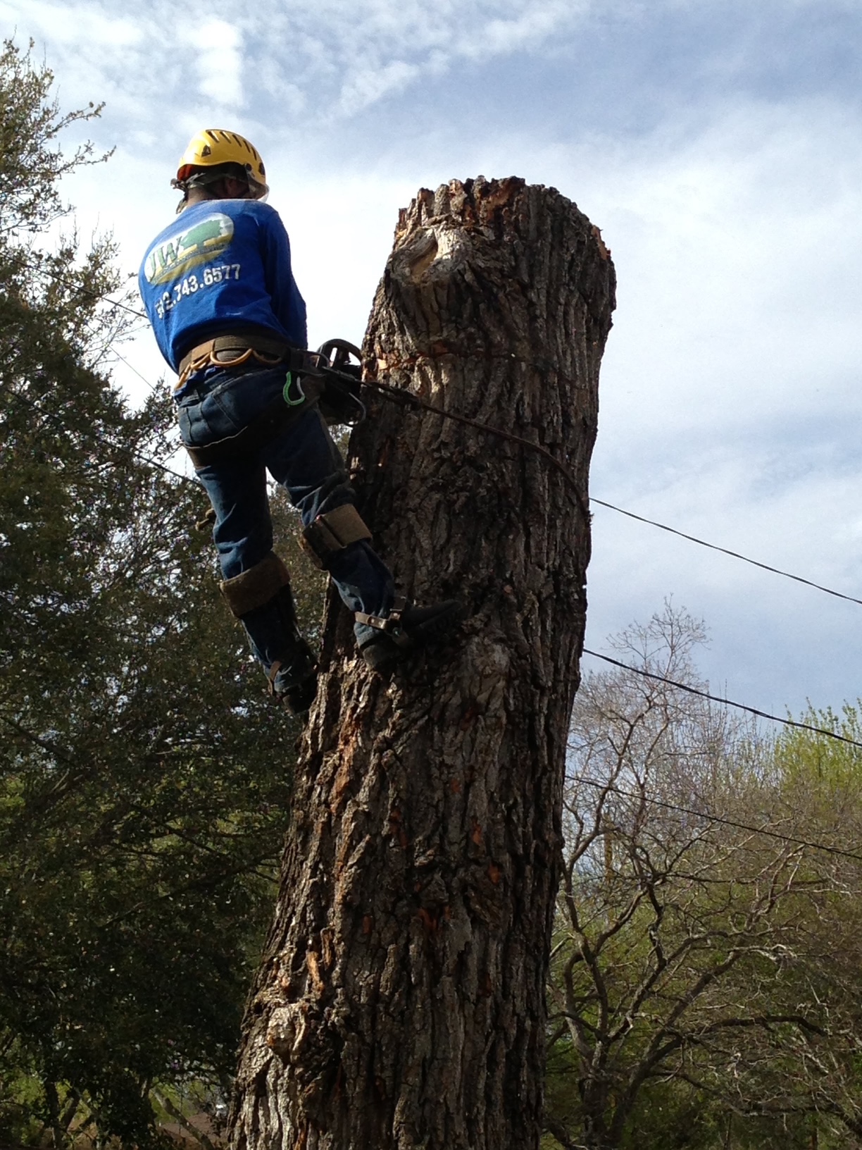 Tree Removal work in Austin