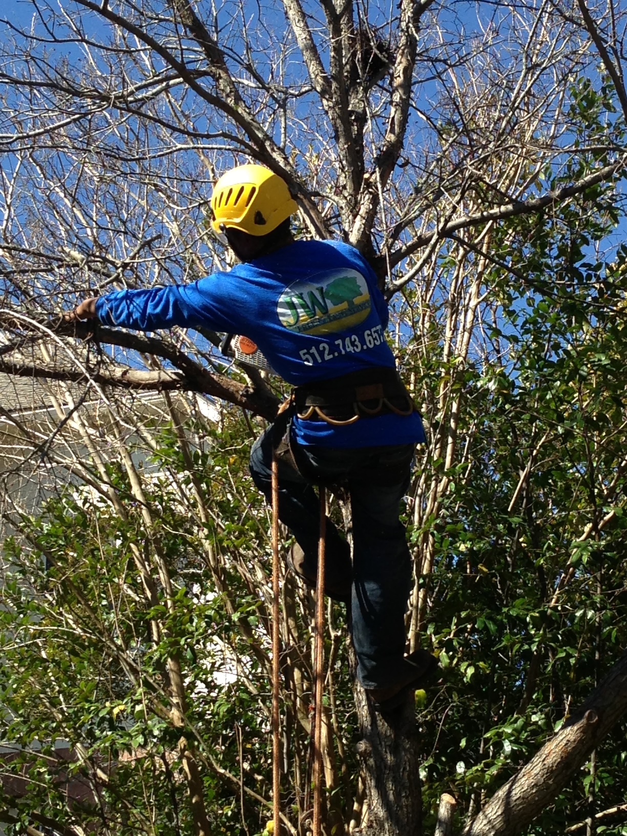 JW crew member in a yellow helmet and blue JW shirt working among tree branches
